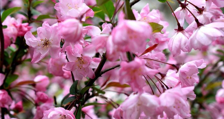 四季海棠花（美丽的四季花卉）