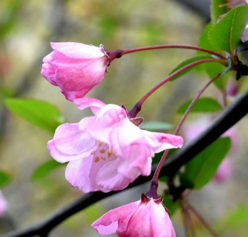 四季海棠花语——四季盛开，永恒美丽（四季海棠花语）