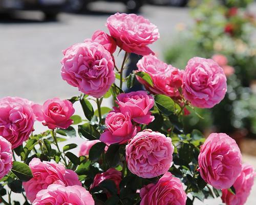 以藤本月季花语（传递爱与美的花语）