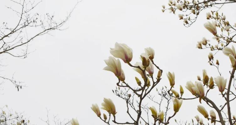 天目木兰花的花语与美丽传说（探寻木兰花背后的深意与故事）