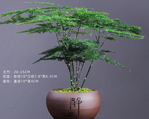 文竹花语的奥秘与意义（解读文竹的丰富内涵）