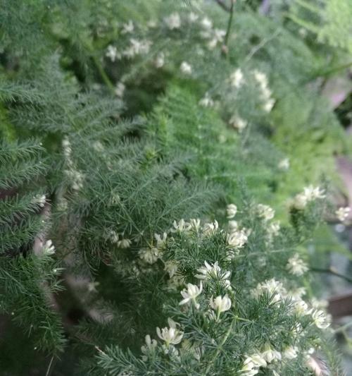 文竹开花的寓意（花开寓意与人生）