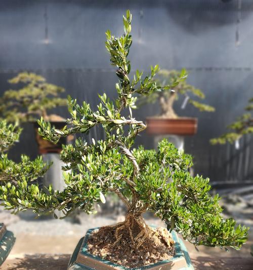 如何搭配土壤种植雀舌黄杨（——雀舌黄杨）