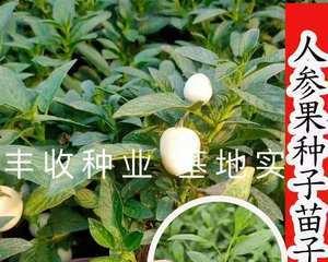 人参果是多年生植物（了解人参果的生长周期与栽培技巧）