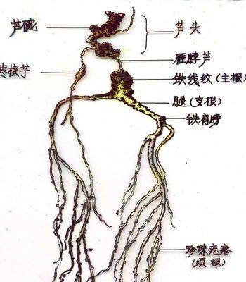 人参果种植的时间与生长周期（掌握种植技巧）