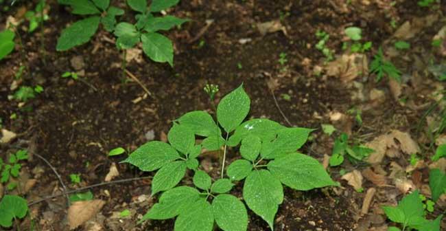 人参是多年生植物（探究人参的生长特点和药用价值）