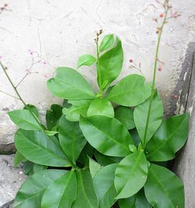 探究人参的功效和种植方式（从植物学到药用）