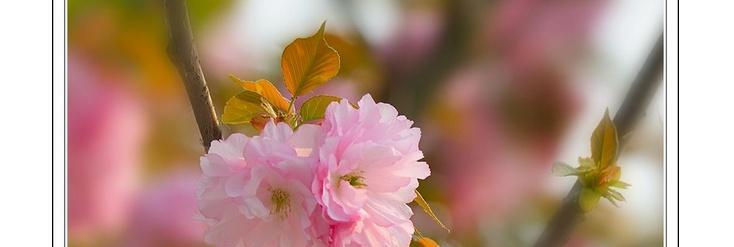 樱花的花语与象征意义（探寻樱花的浪漫与神秘）