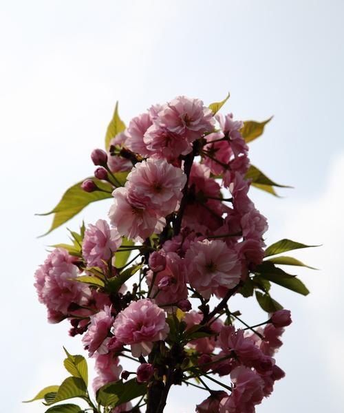 樱花的花语及其寓意（探索樱花的美丽与深意）