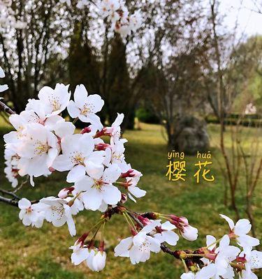 樱花之美（探寻樱花的浪漫与神秘）