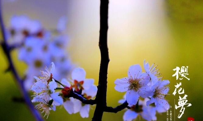 樱桃花的花语（美丽的樱桃花传递温暖和希望的信息）