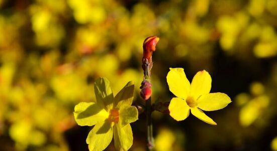 迎春花花语之美（春天的使者）