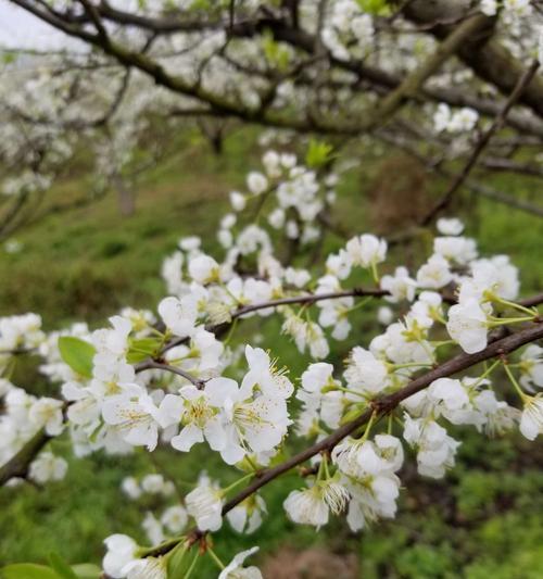 三华李开花时间及花色特征——探究三华李花期及花色特征