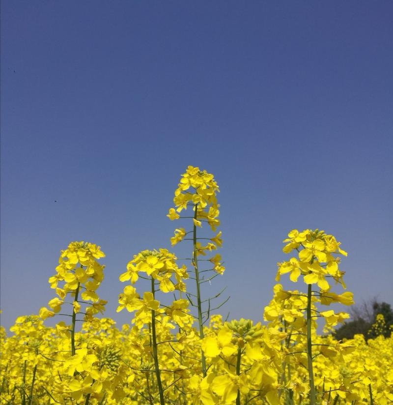 油菜花的花语与寓意（美丽绽放的金黄花海）