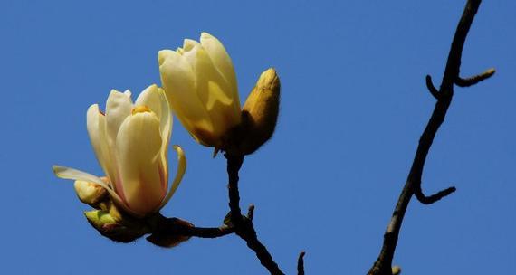 玉兰花（花开如白玉）