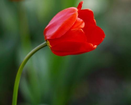 郁金香花语和寓意（探索郁金香花语和寓意）