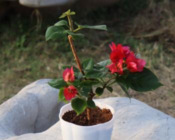 三角梅——花开如锦的多肉植物（了解多肉植物三角梅）