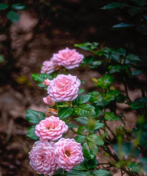 月季花花语（用芬芳传递真挚情感）