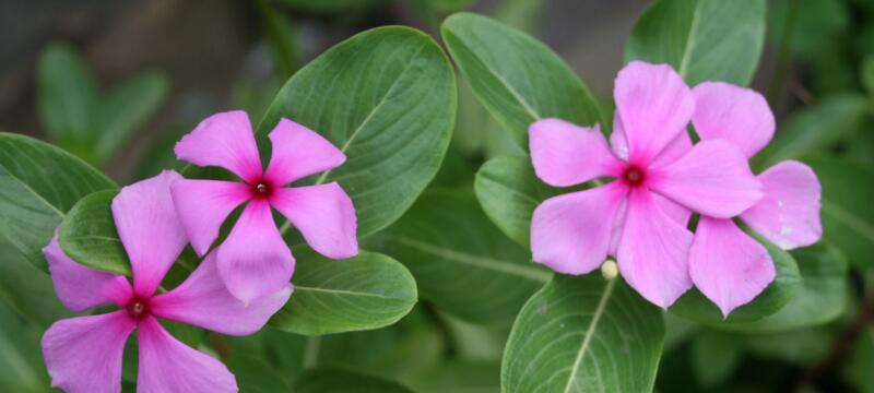 探秘长春花的花语之意义与传说（长春花）