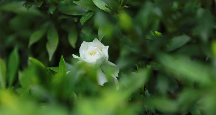 栀子花的神话故事（栀子花神话故事中的爱情传承与情感表达）