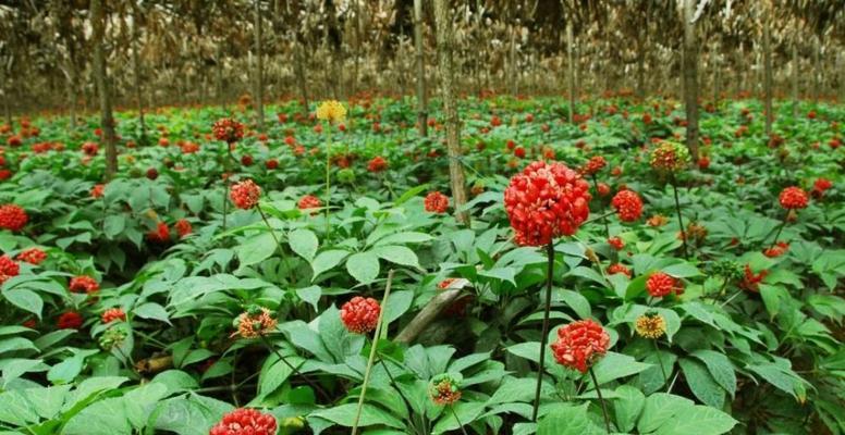 三七病虫害防治技术（从种植管理到化学防治全面解析）