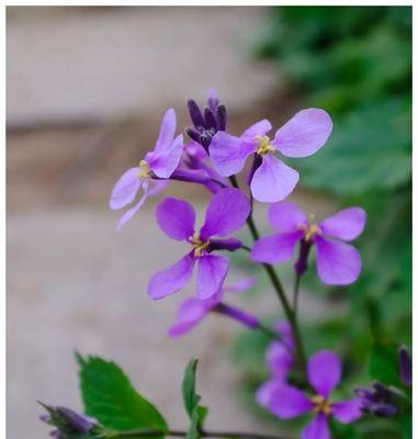 诸葛菜花的花语与寓意（探索诸葛菜花的神秘花语）