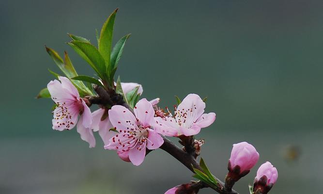 竹夹桃花的花语与意义（揭示竹夹桃花的神秘语言）