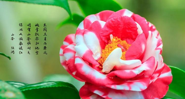 探究“桃花”花语（桃花背后的情感世界）