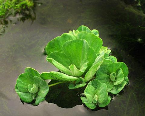 水草开花的寓意及预示（探索花开的意义与象征）