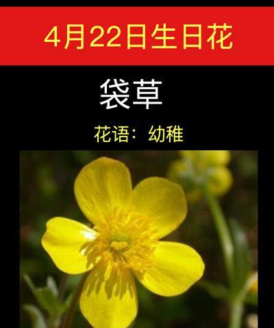 四叶草的花语（探寻四叶草背后的花语）