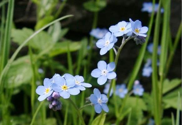 忘我花语（以勿忘我的花语的深层含义）