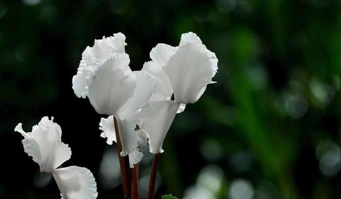 以仙客来的花语（仙客来花的花语寓意及象征性）