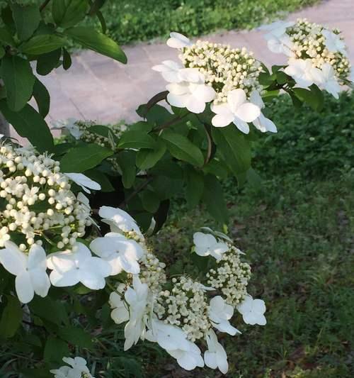 扬州市花琼花的象征与寓意（美丽的琼花）