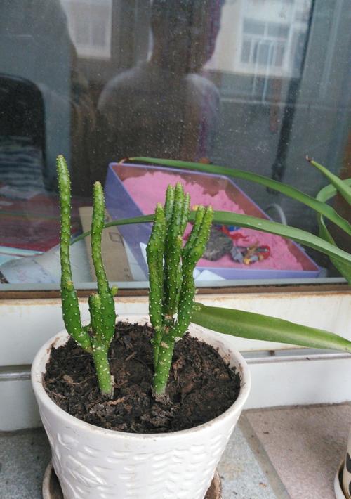 探索仙人掌的拉丁文之美（从“Cactaceae”到“Opuntia”-探寻仙人掌在拉丁文中的奥秘）