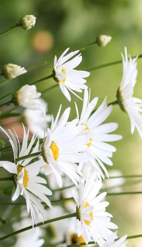 小邹菊花的传说与花语（探寻小邹菊花的含义和传说）