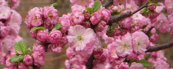 杏花古称花语与寓意（百花齐放）