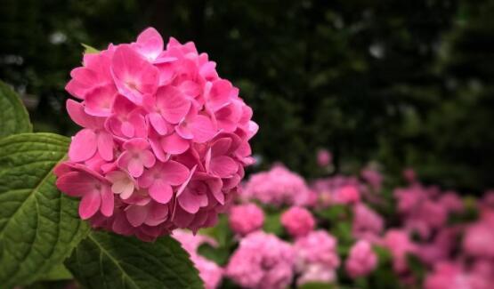 绣球花的花语及象征意义（细数绣球花的15种花语）