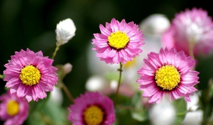 洋甘菊的浪漫花语（探秘洋甘菊的花语及象征意义）