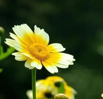 野菊花花语的深刻含义（解读野菊花花语的意义与象征）