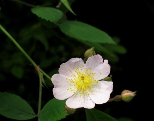 野蔷薇花语与其代表意义（探寻野蔷薇的神秘意义）