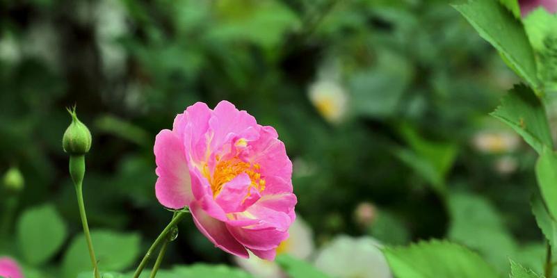 野蔷薇花语与其代表意义（探寻野蔷薇的神秘意义）