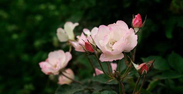 野蔷薇花语与其代表意义（探寻野蔷薇的神秘意义）