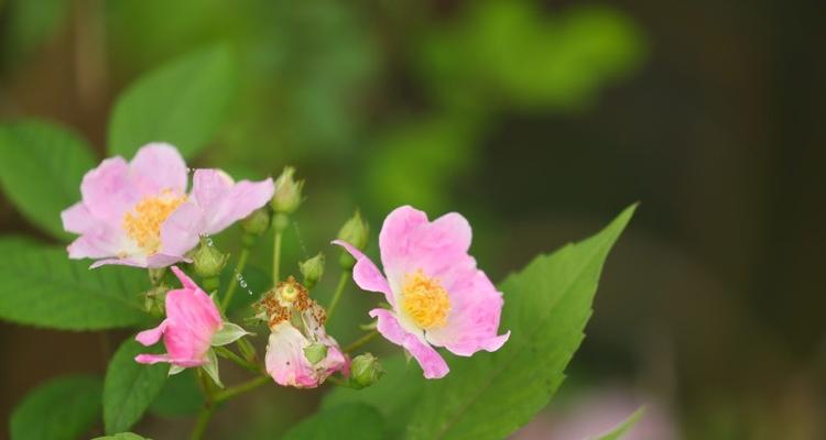 野蔷薇的象征意义及其美丽魅力（探寻野蔷薇背后的寓意与文化）