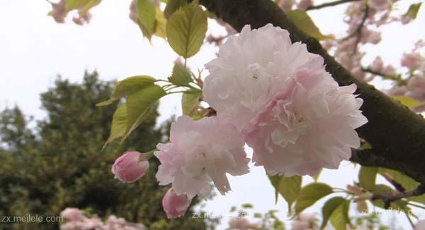 樱花的花语与象征意义（探索樱花的浪漫与美丽）