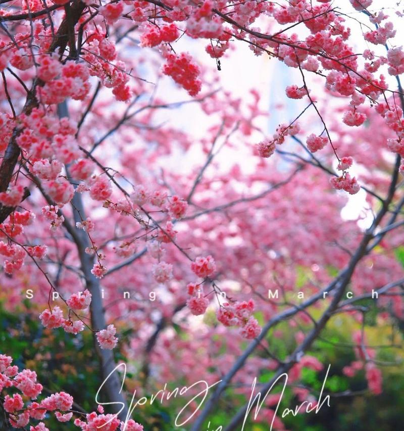 樱花的花语与寓意（探索樱花的意义）