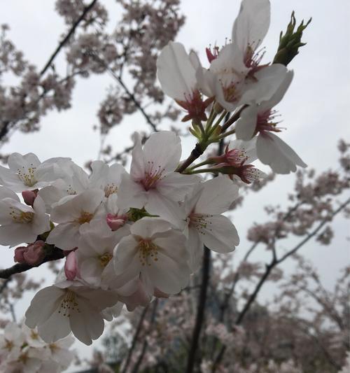 樱花的花语（探寻樱花的深刻内涵与象征意义）