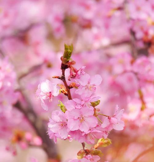 樱花盛开，寓意千般美丽（以樱花花语探寻美丽生活的奥秘）