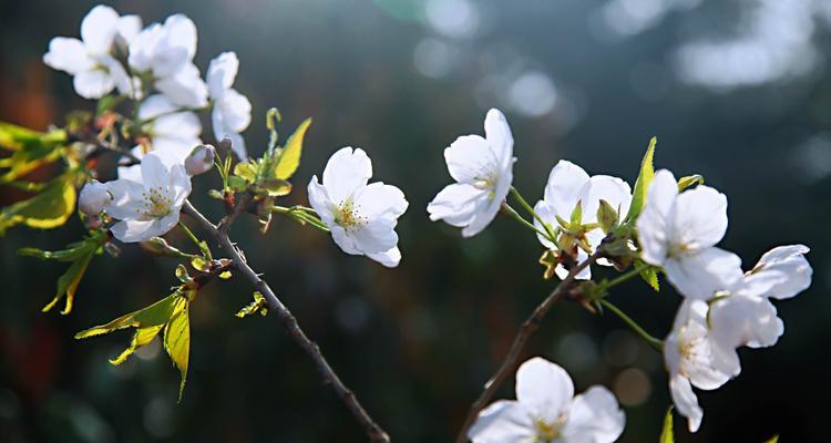 樱花花语的象征寓意及文化意义（探寻樱花花语的多样寓意）