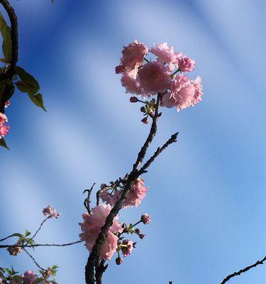 樱花花语的深意（追寻樱花花开的心愿）