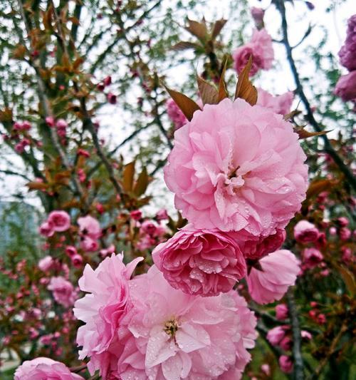 樱花花语的深意（追寻樱花花开的心愿）